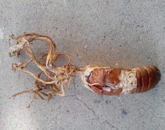 �������ô�ԣ�������Ĺ�Ч�Է�