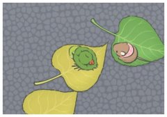 江苏爸妈生出混血娃娃,肝郁调经膏效果怎样?